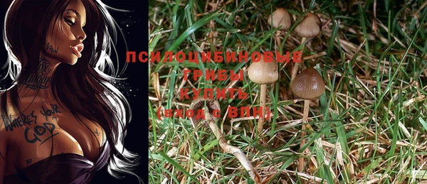 стафф Алзамай